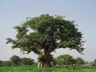 Superfruit: The Baobab Image